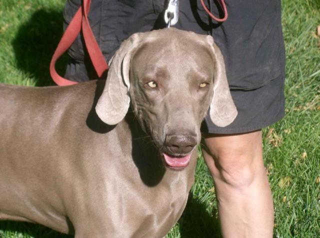 Diesel face